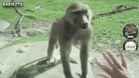 monkey butt gif